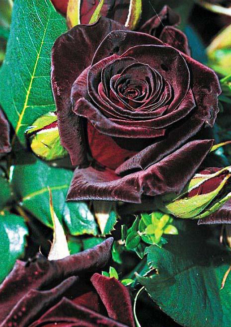 Роза "Черная магия" Rose "Black Magic" - Саженцы в Орле
